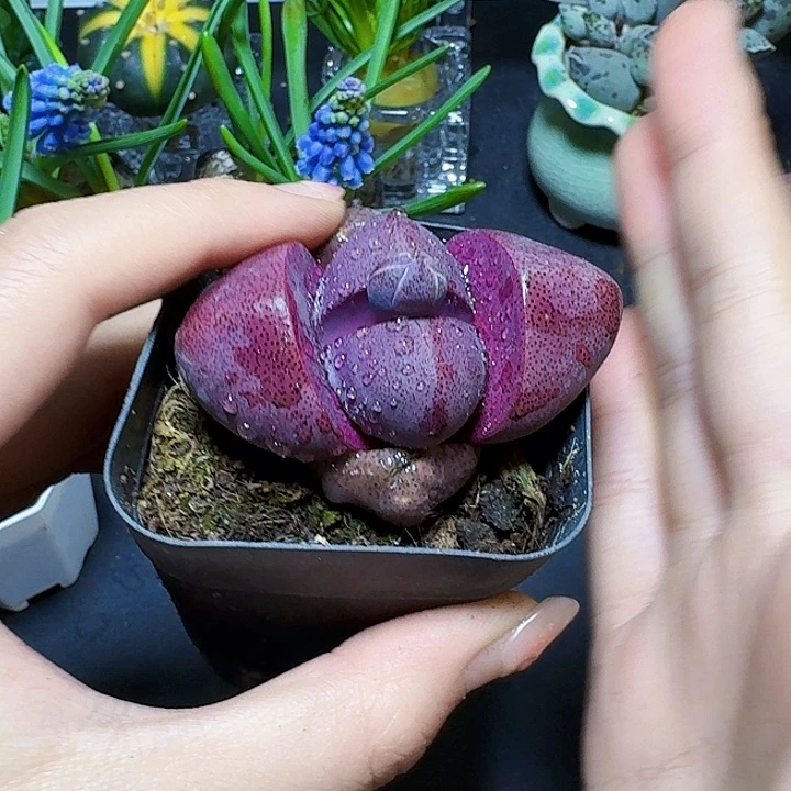 带花苞紫元宝裸根一颗福利紫元宝