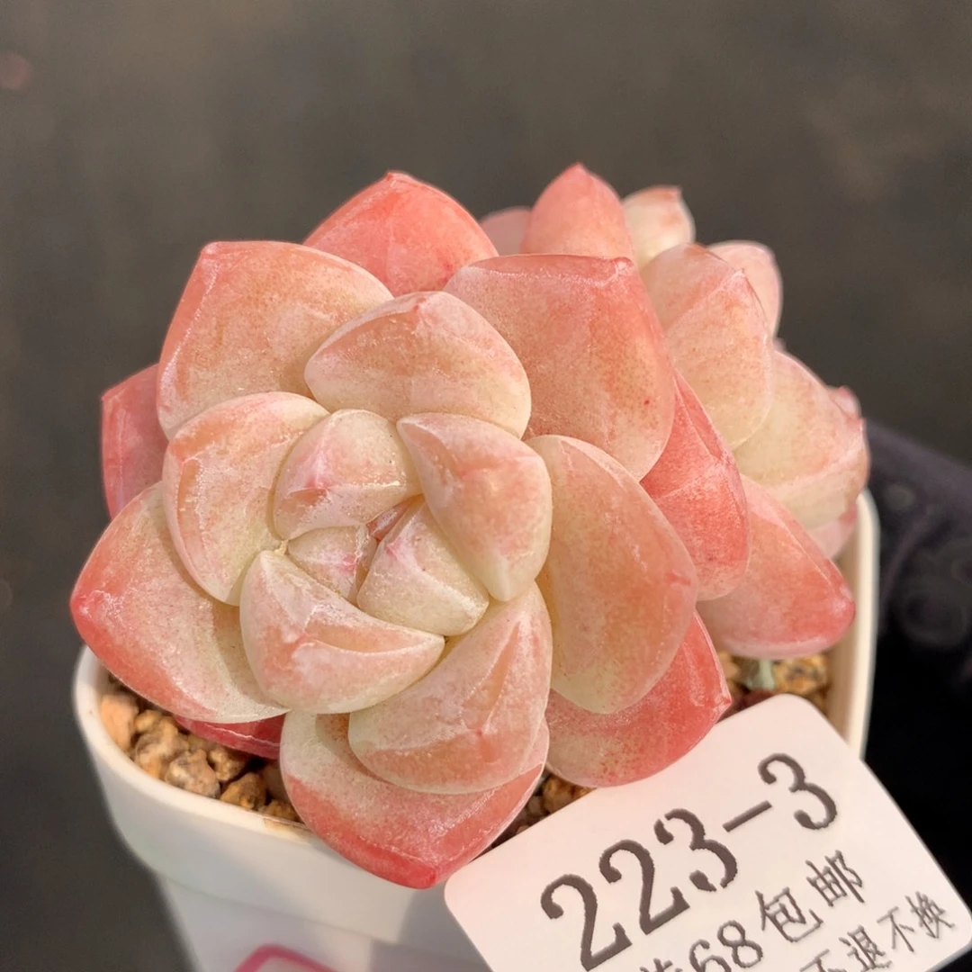 223-3。粉体糖心冰玉。