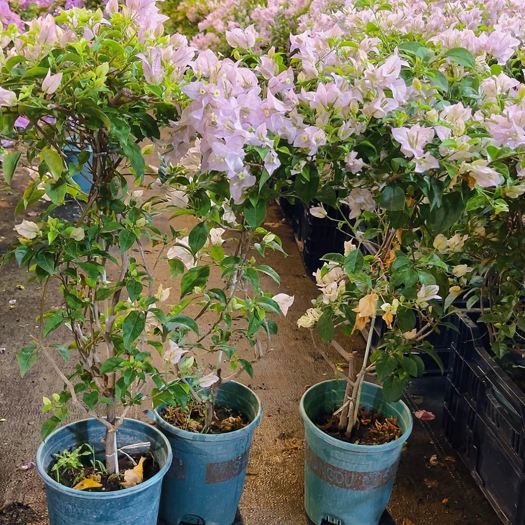 大部分花苞少量开放苹果花带竹一颗