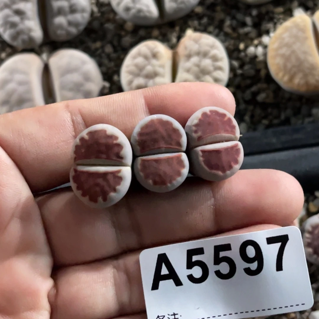 小*?5597红窗3颗专拍
