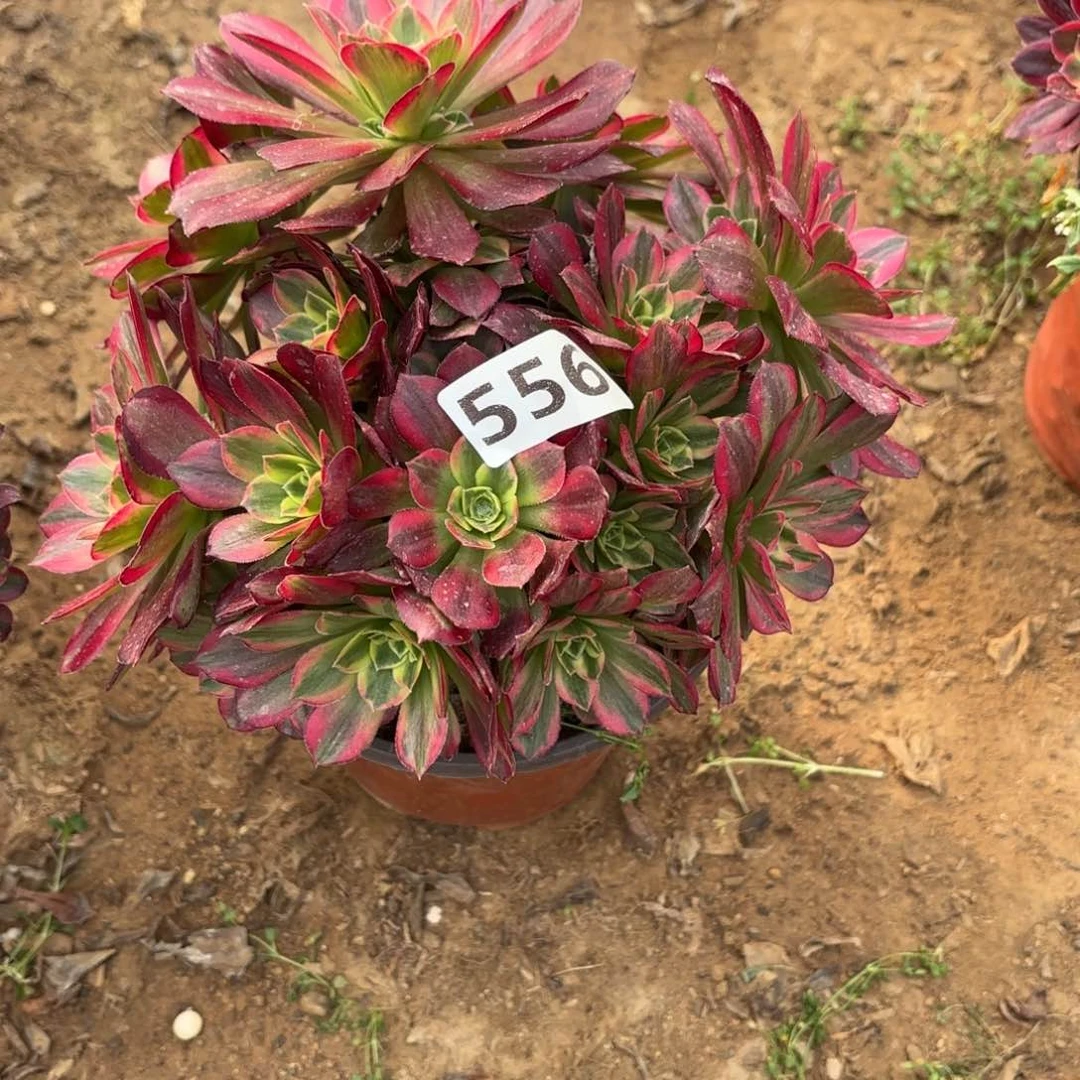 556安娜多肉不包损