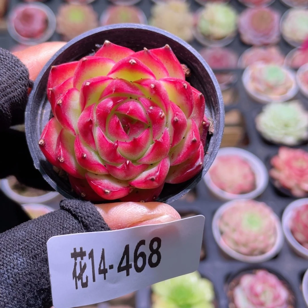 花利美14-468月亮石