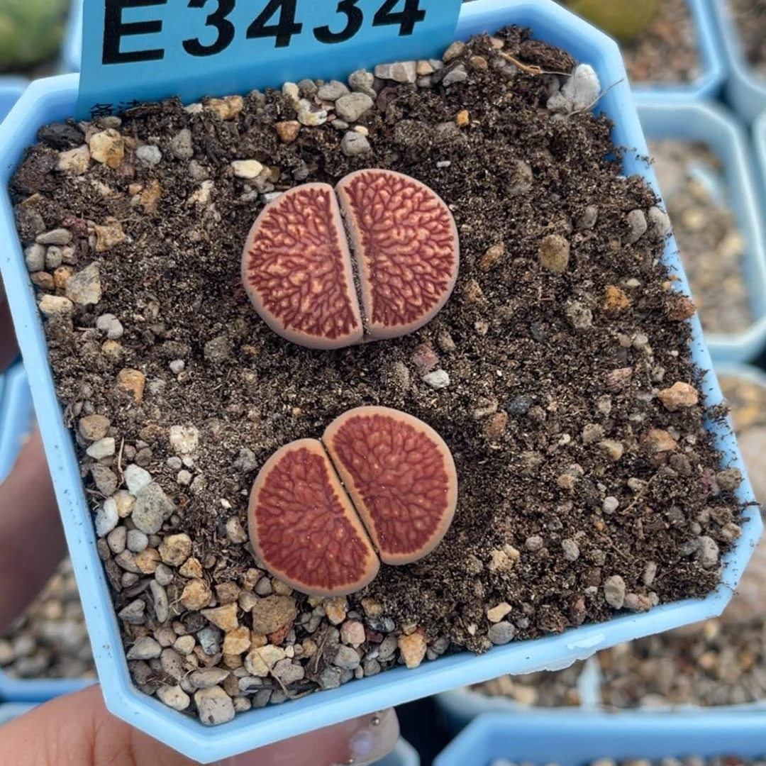 海**想3434菊2上58下40