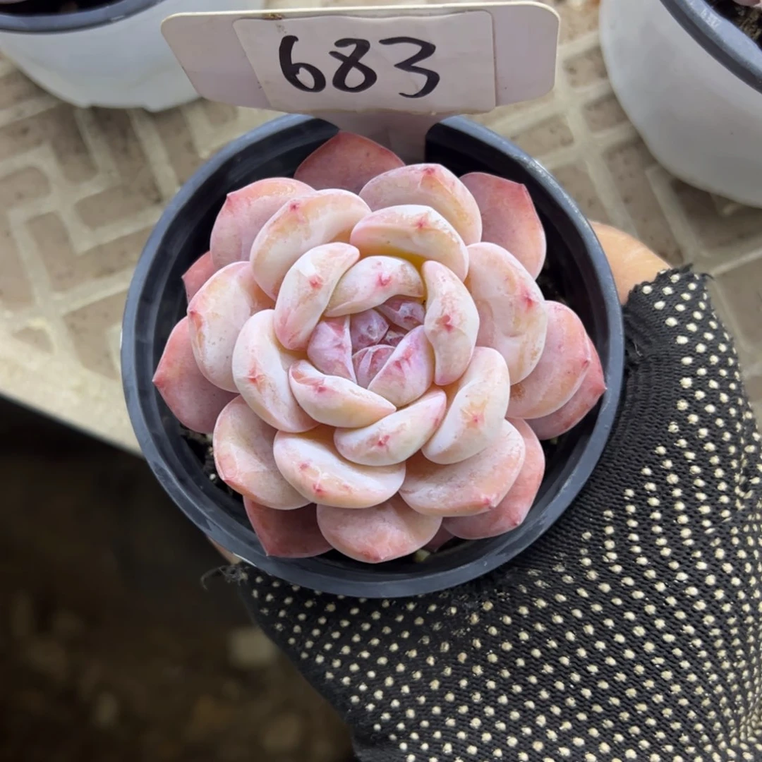 红陶西*๓683号多肉植物