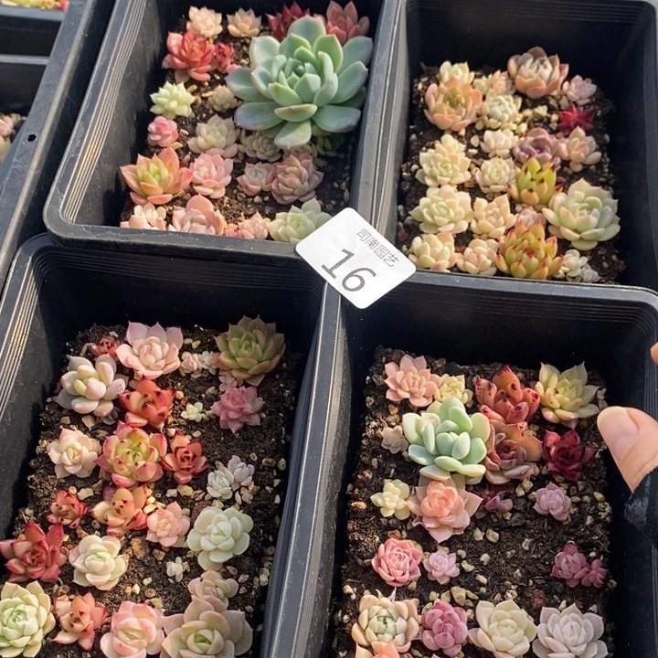16 多肉植物盆栽花卉