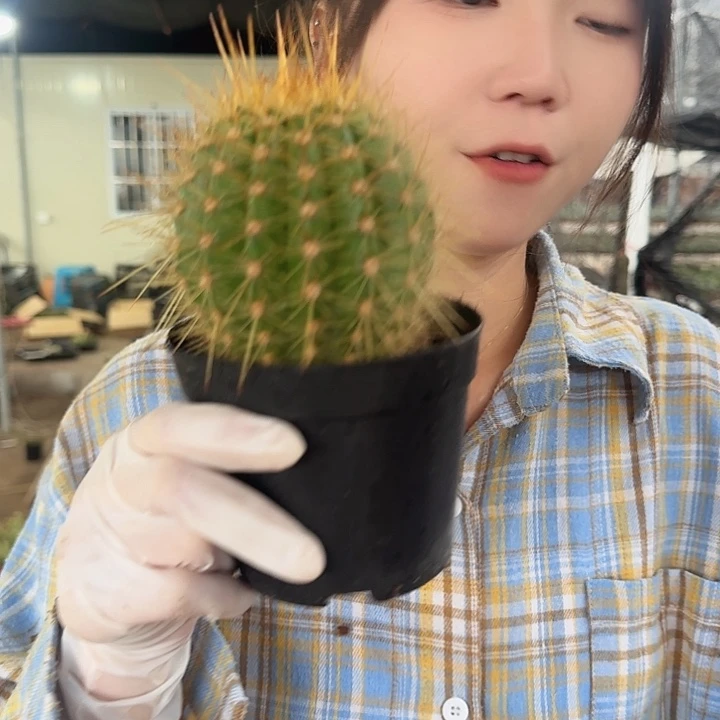 粉桃精灵11111111