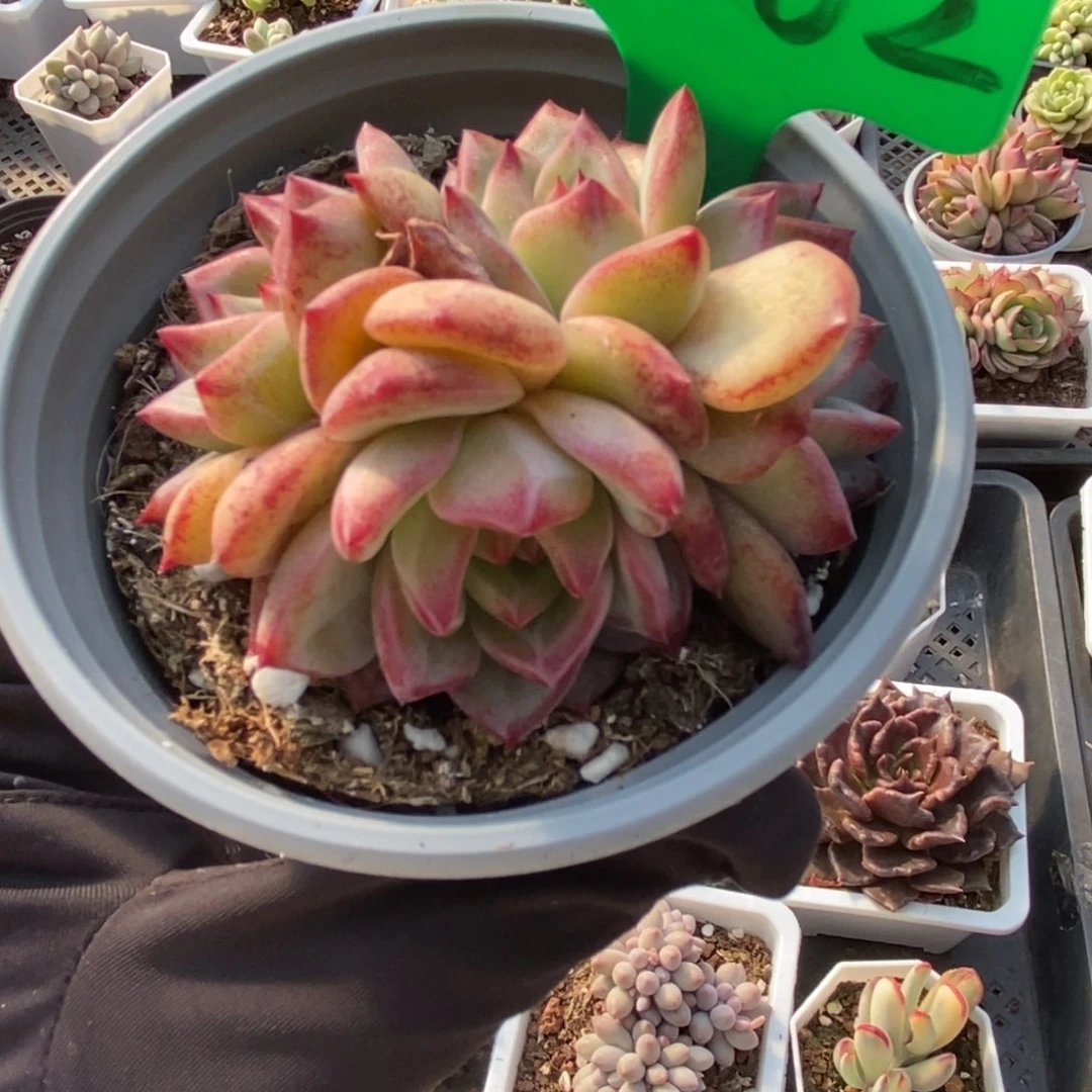 3002夜魔侠多肉植物保护