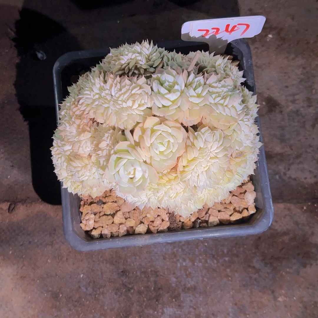 星*谷2247干净的缀100。。