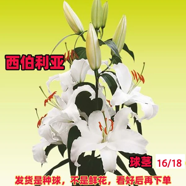 【西伯利亚】东方香水百合种球（球茎16/18）（3个球）