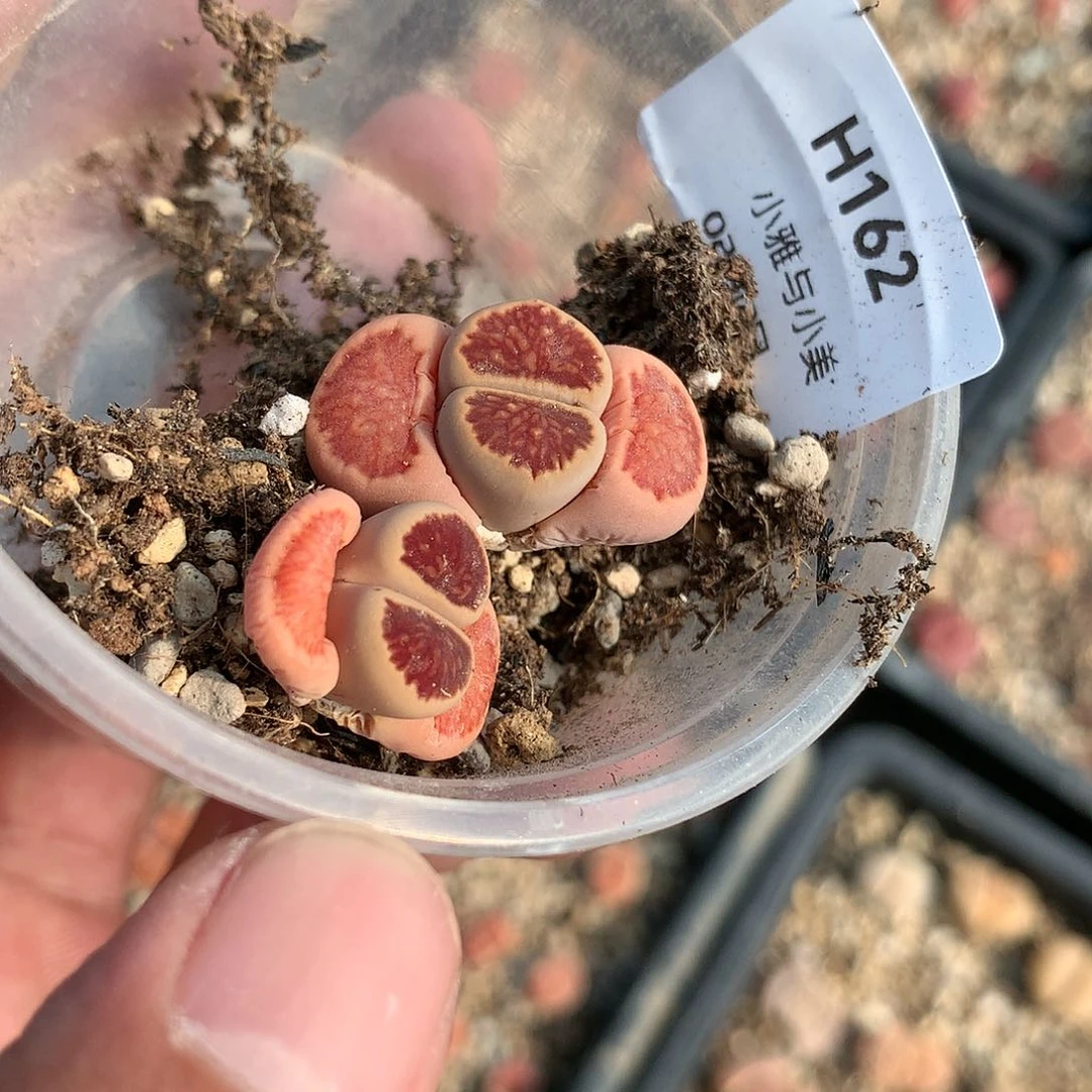 一*H162多肉植物保护