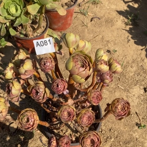 万圣节拉丝一物一拍