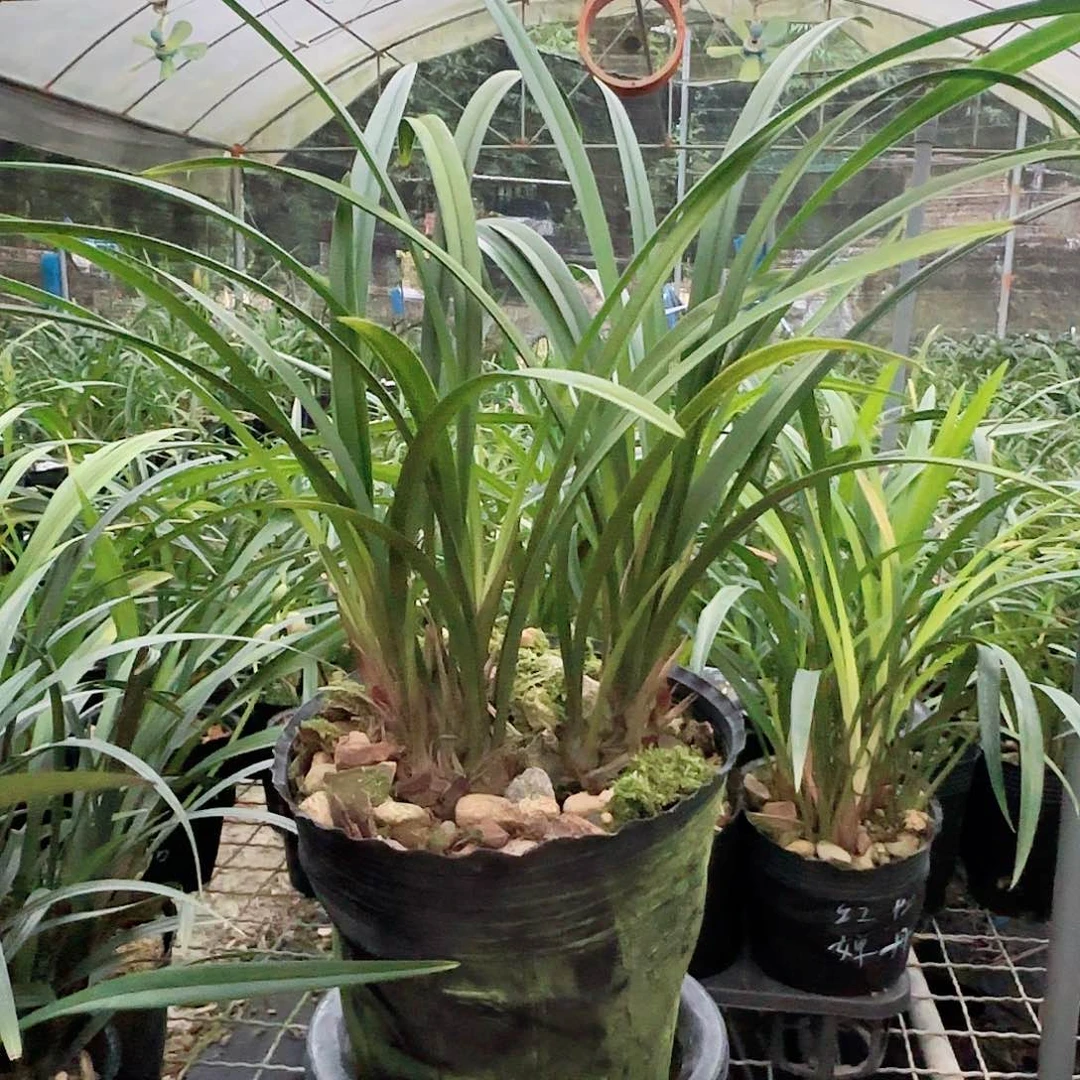 完全开放富山奇蝶带5花苞