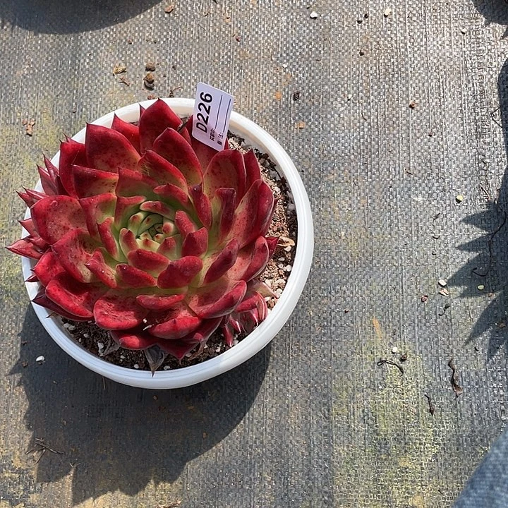 若如东云单拍D226