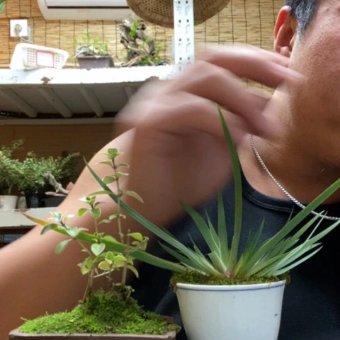 红陶一物一拍所见即所得292