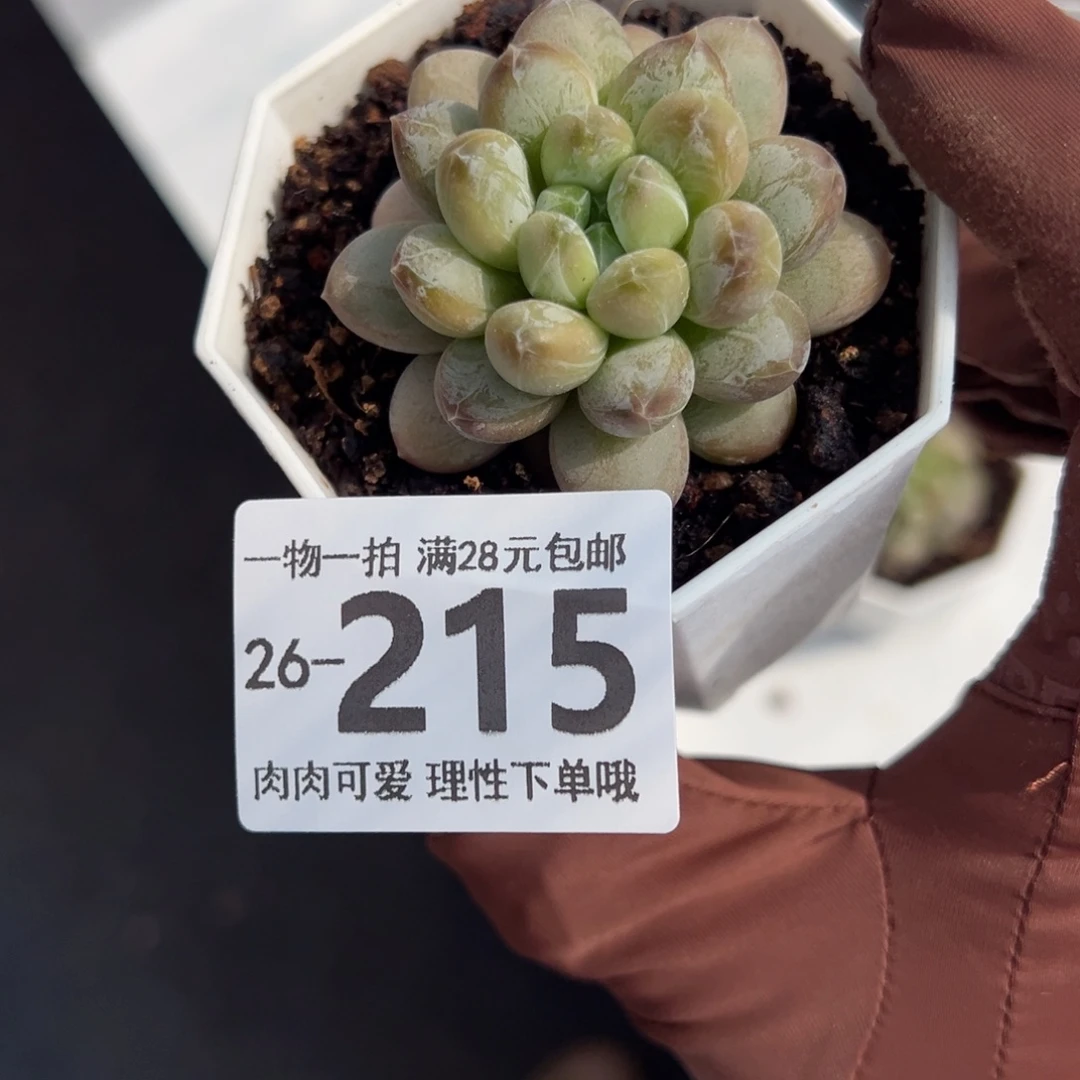 绿心美人多肉多肉多肉多肉多肉多肉