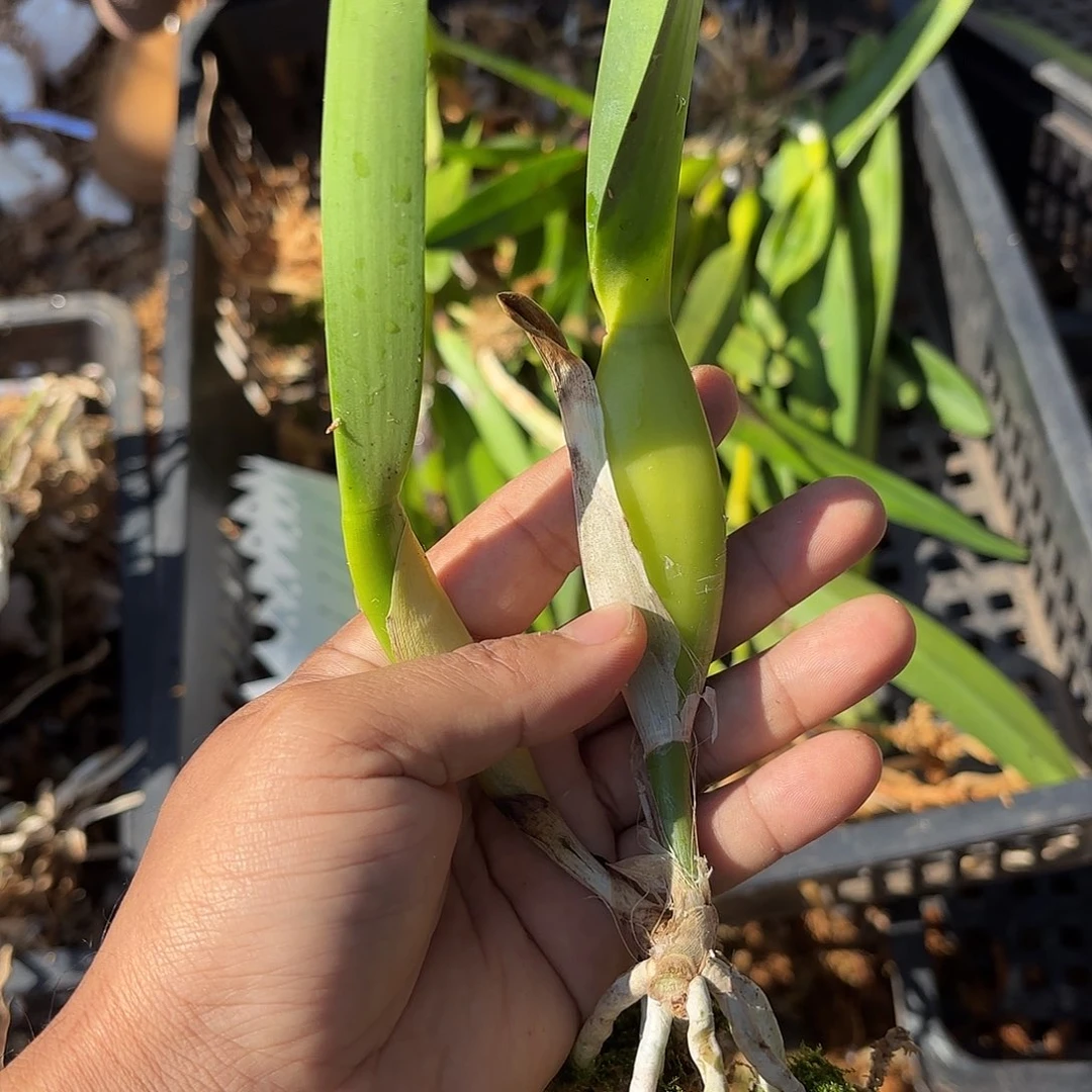 完全开放红色罗巴塔