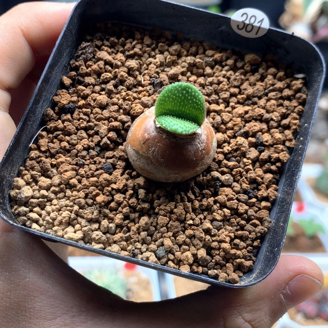 钢锉灯台百合多肉带盆