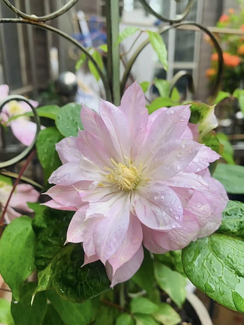 春姬 二类铁线莲大花庭院阳台植物观花盆栽地栽花卉