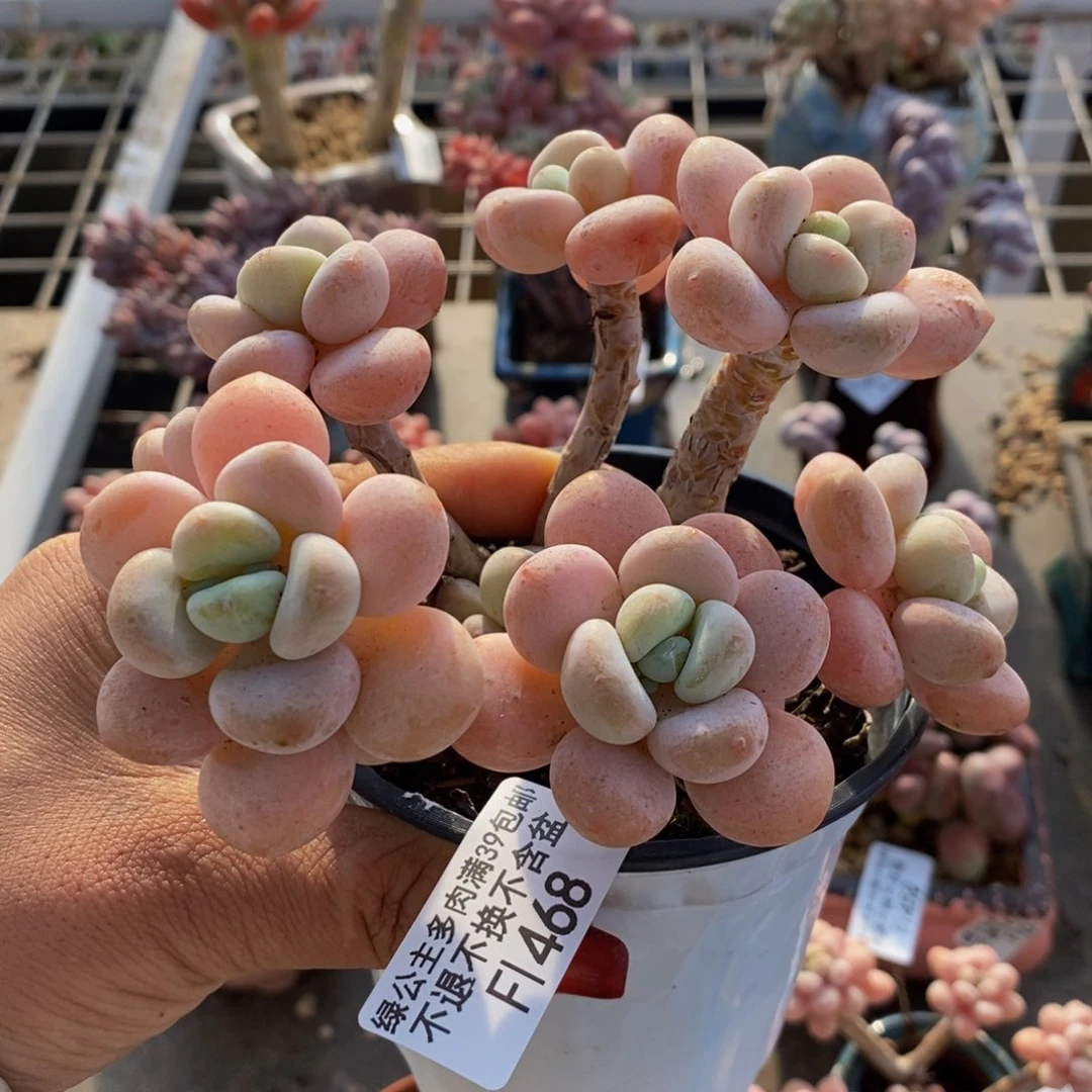 花朵洛神468/10cm