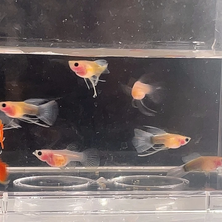 孔雀鱼超透一组包邮