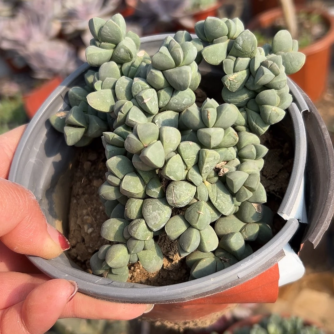 多肉植物鹿角海棠