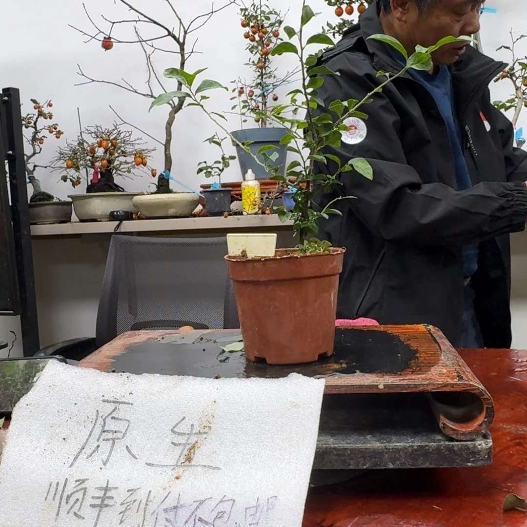 陌***白无花朵301顺丰到付不包邮