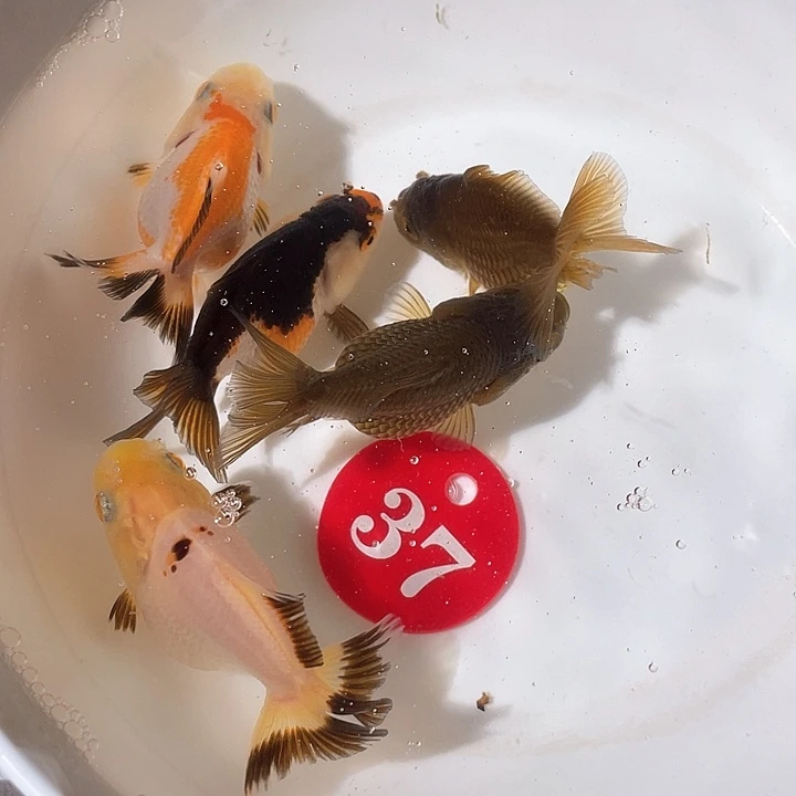 金鱼玛丽兰寿专拍链接