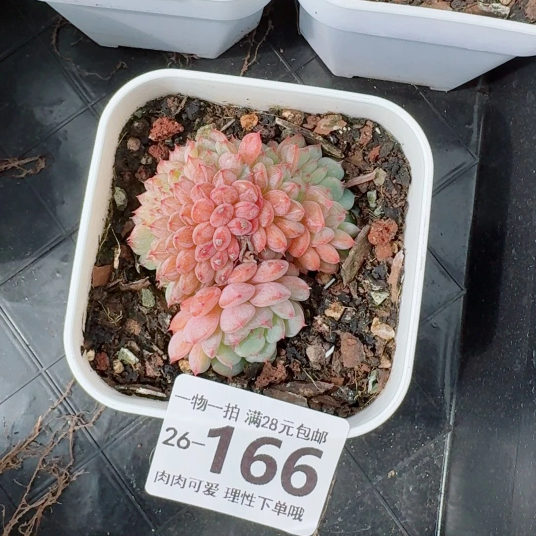 白胖子缀化无盆土发货无盆