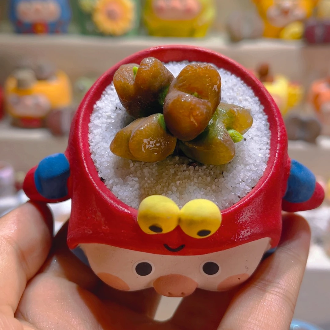 092高端多肉带盆带土手工盆