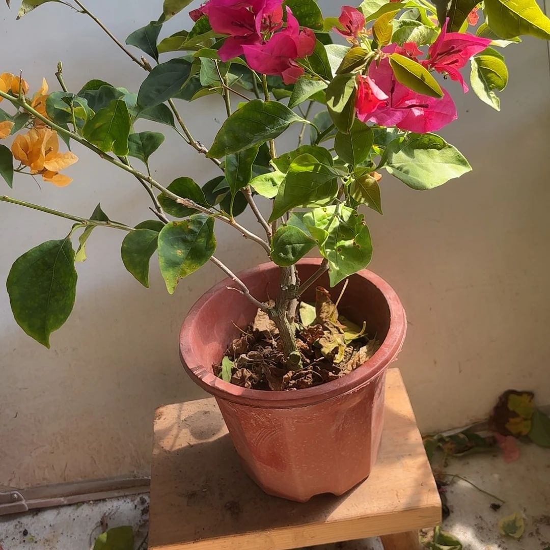 余***方当前无花栽培后可以开花玫红10