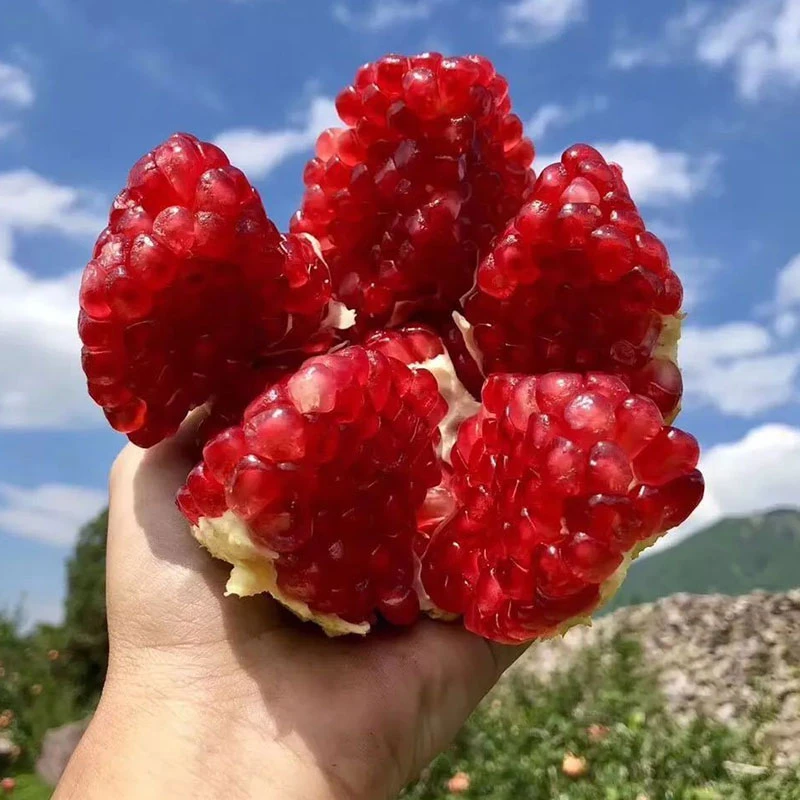 【现货】突尼斯软籽石榴新鲜当季红心石榴整箱爆甜产地直发zy