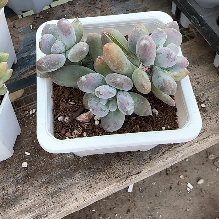 青蛙王子儿童牙膏111