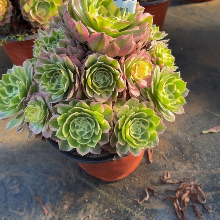 瑞妈，，。。。604海王