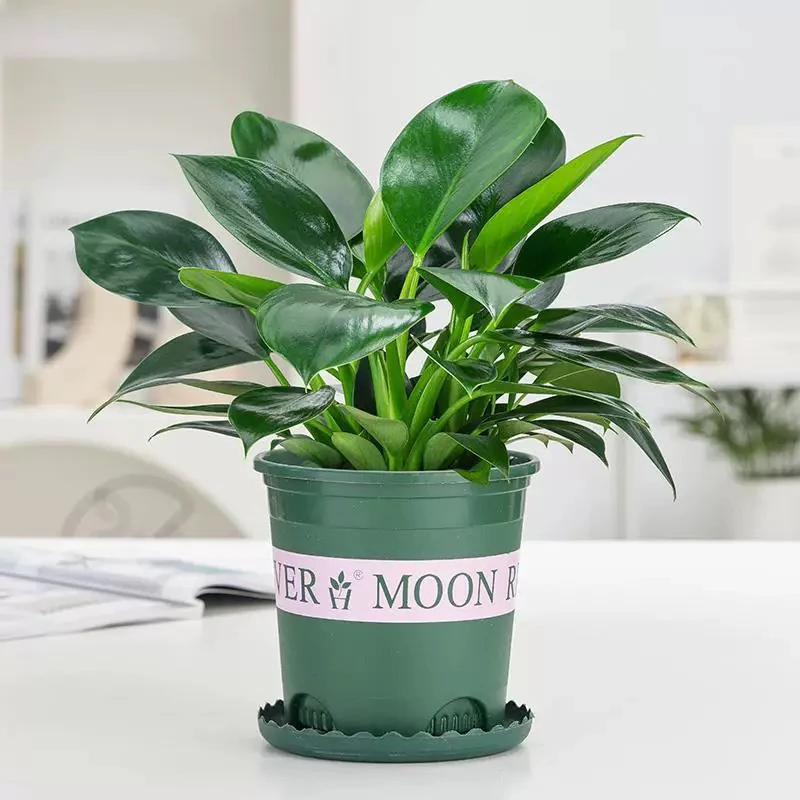 大叶金钻绿公主盆栽室内四季常青吸甲醛净化空气客厅好养植物花卉
