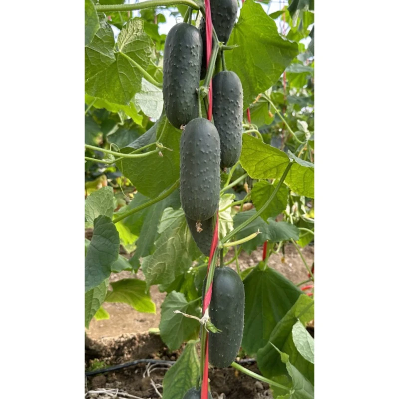 绿美黄瓜种子 腌渍青瓜种子 早熟全雌高产水果黄瓜种籽蔬菜种子