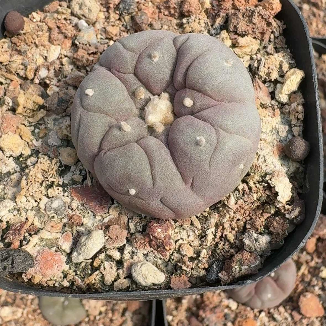 【闪购商品】实生大尤皱尤银