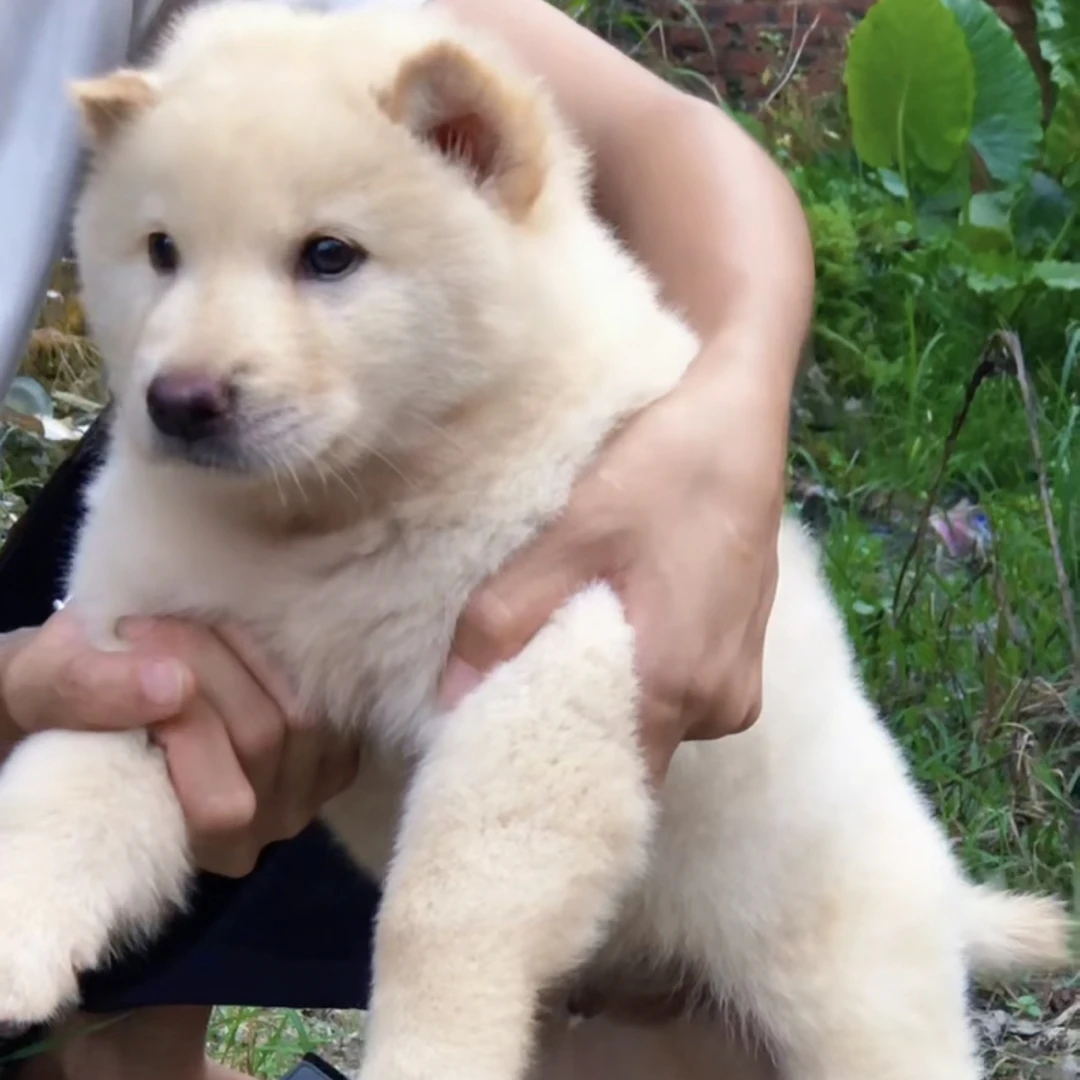 直播选宠中华田园土松犬宠物活体宠物狗