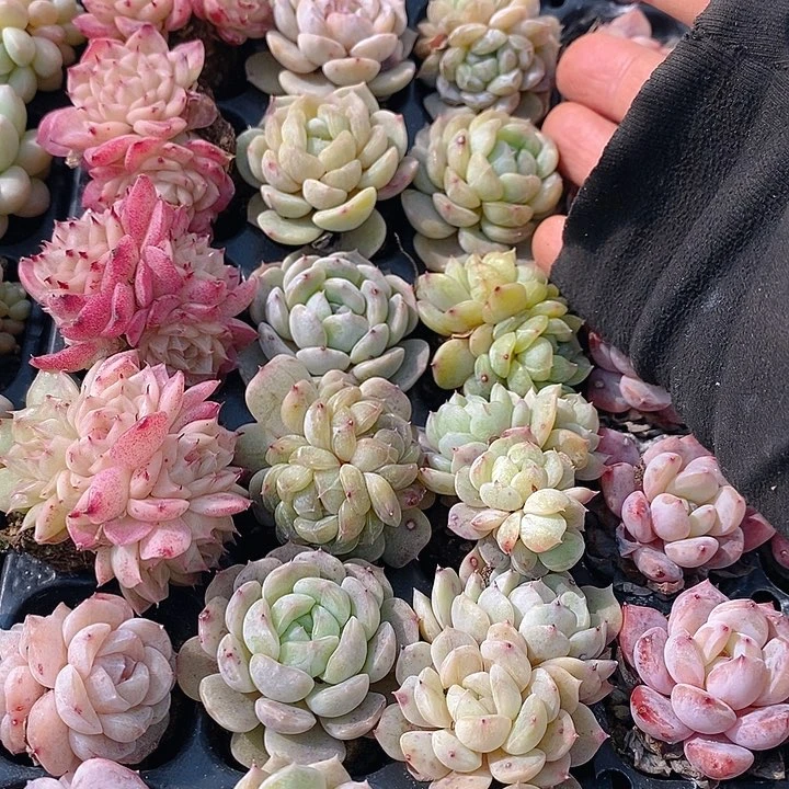 230 多肉植物盆栽花卉植物