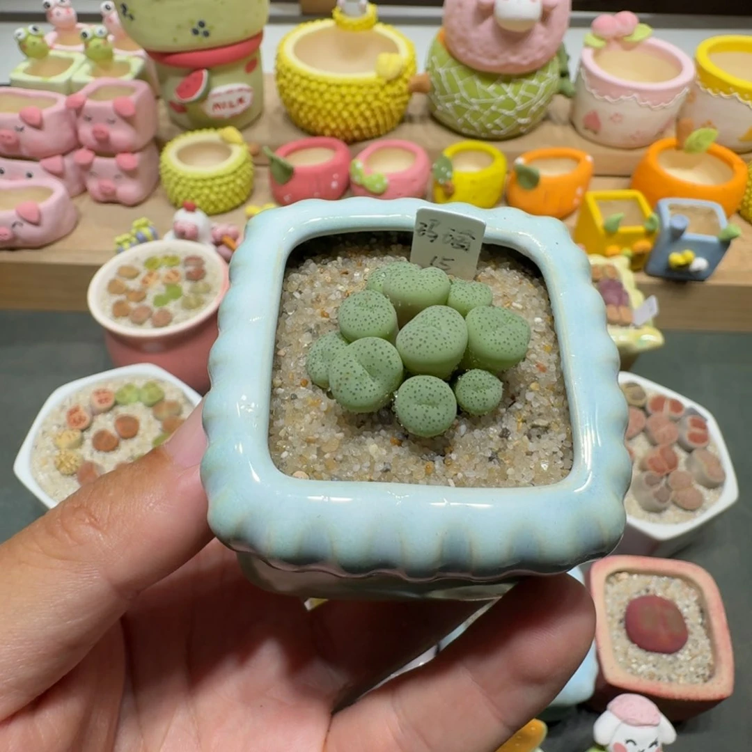 蘑菇219玛瑙玛瑙玛瑙