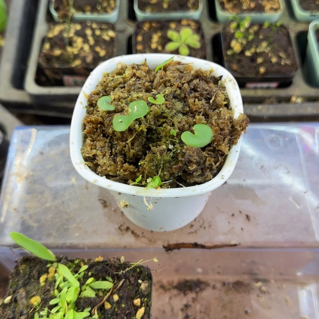 完全开放大肾叶交荷叶