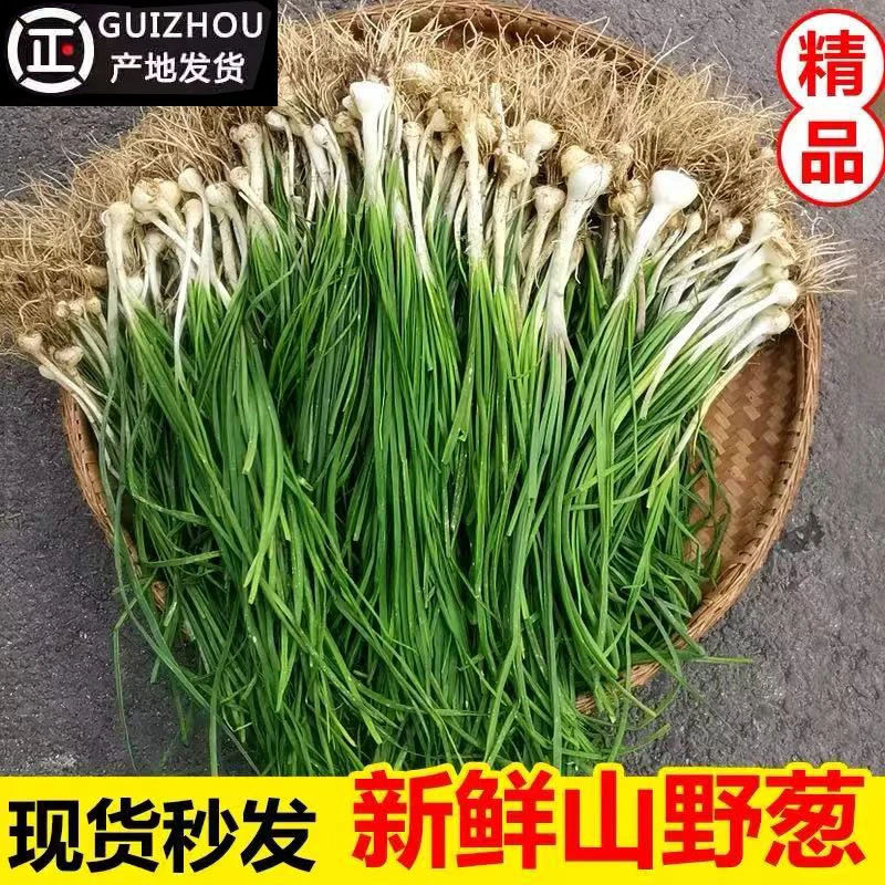 2025新鲜野葱贵州野葱现挖苦蒜野生野菜小根蒜胡葱野小蒜野山葱