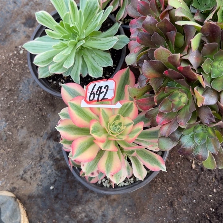 多肉植物642不售后