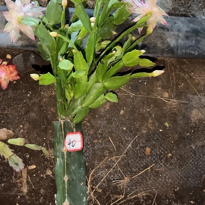 在***线，40号带盆雅丝嫁接苗