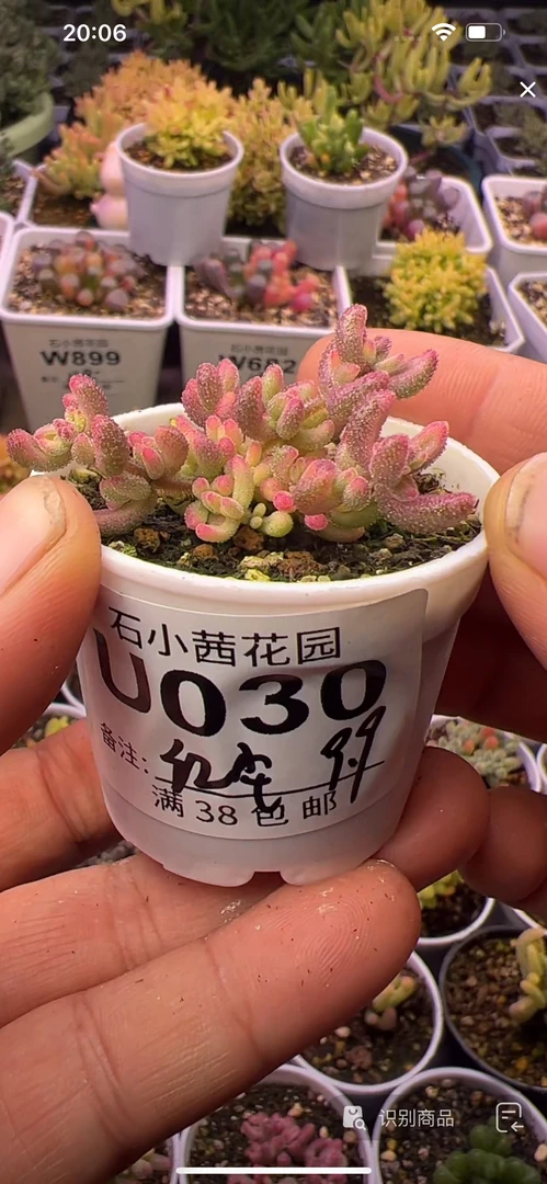 红尘-多肉植物枝干番杏-红宝石锦