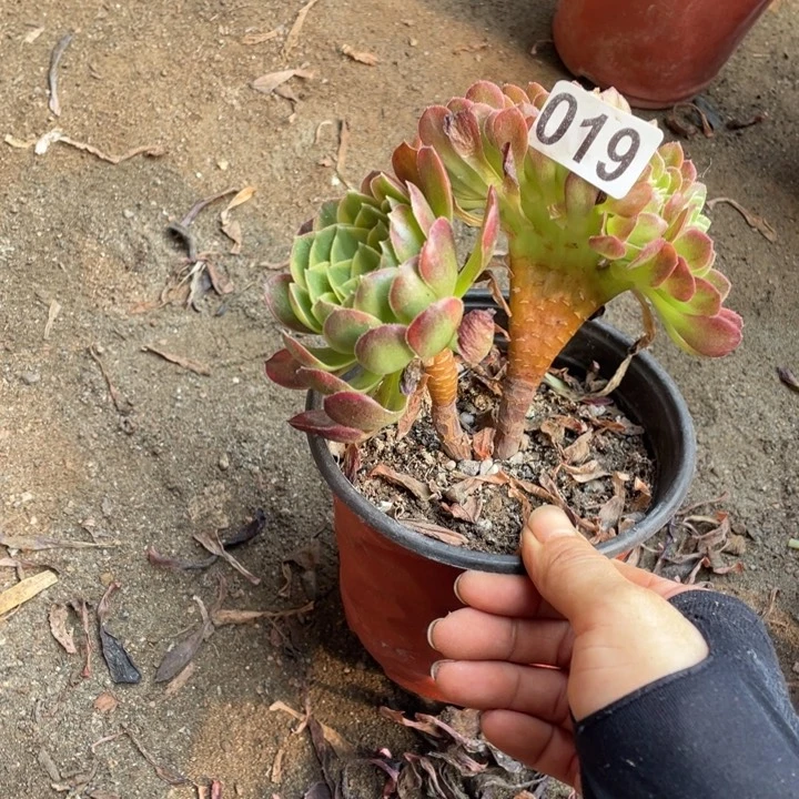 英***子10厘米左右奶白锦缀019
