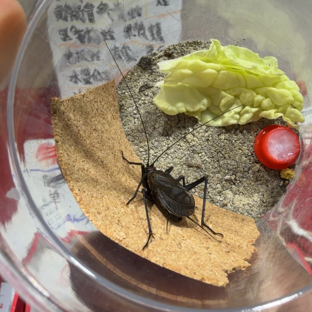 蟋蟀麒麟须头有长短