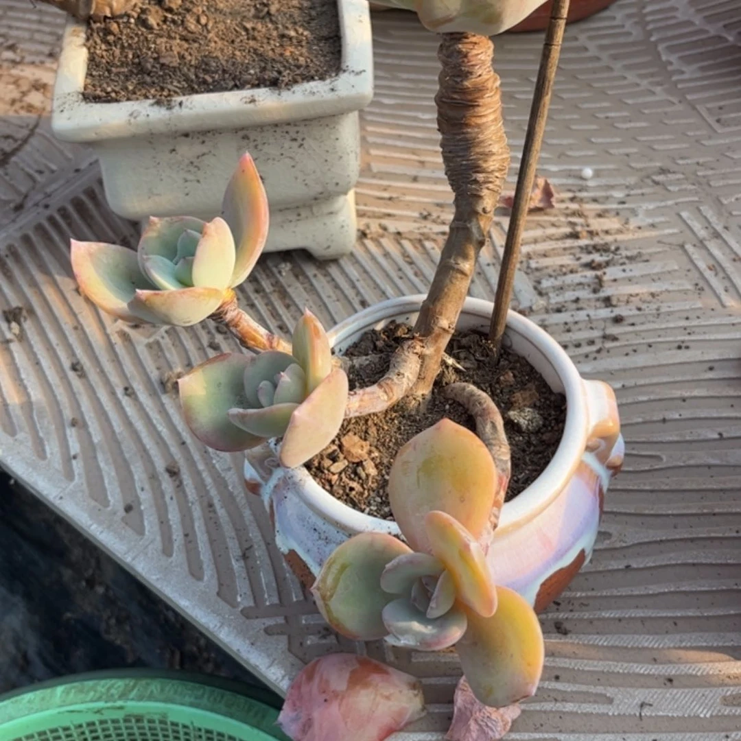 【闪购商品】无花朵用****4