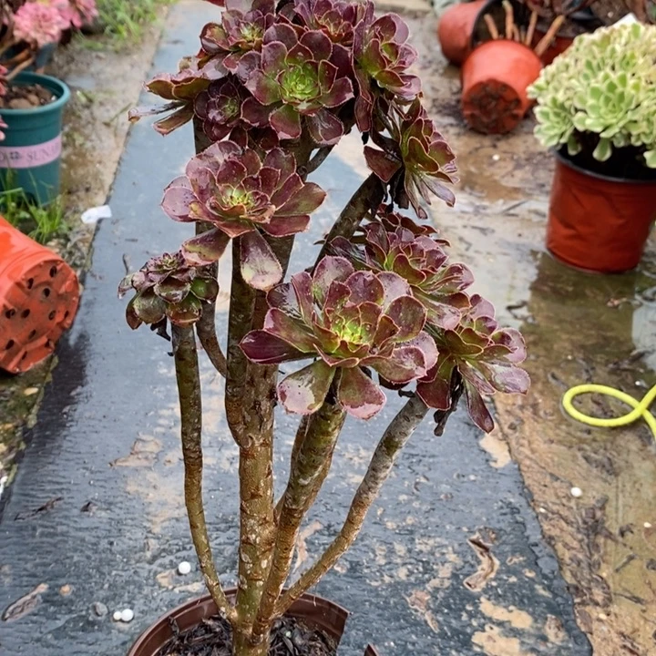黑法12多肉植物法师法师