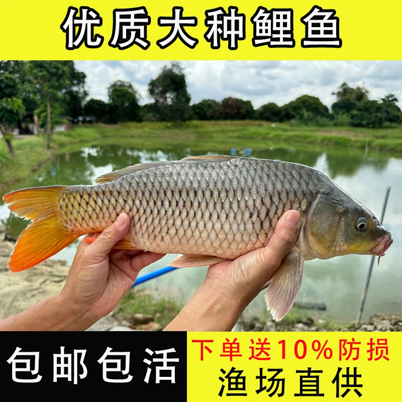 活体鲤鱼苗大鲤鱼鲤鱼苗建鲤鱼苗丰鲤稻田鲤淡水鱼苗观赏鱼养殖
