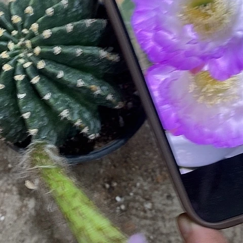 紫色经典仙人球，2578900